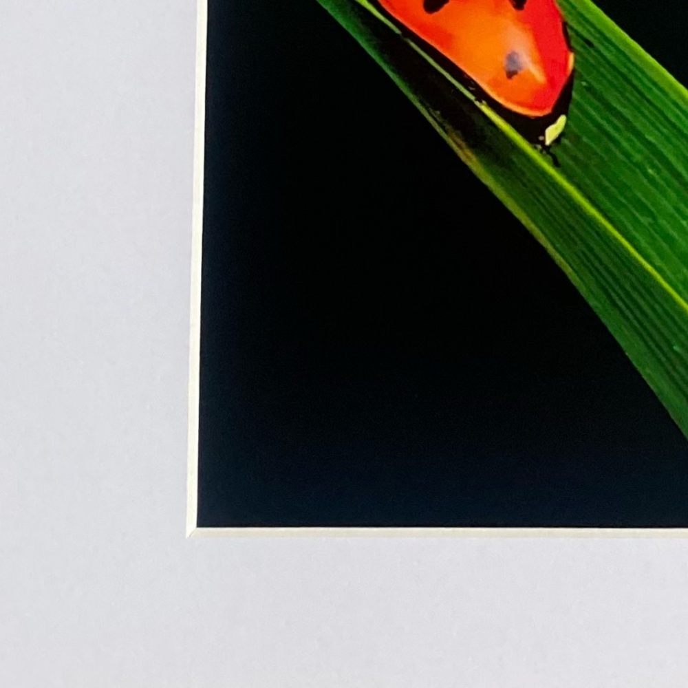 ❌SOLD OUT❌”ABBEY ROAD” ~ ORIGINAL ART by ~ @lisamichellebeckerphotography - Picture 4 of 12